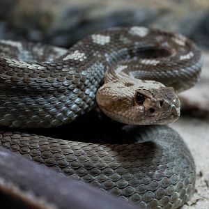 Eastern black-tailed rattlesnake