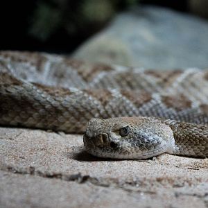 Tortuga Island rattlesnake
