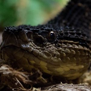 Mexican jumping viper
