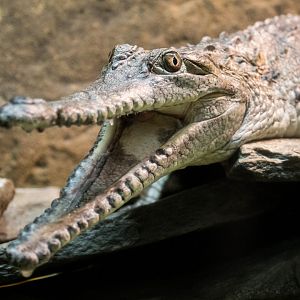 Freshwater crocodile