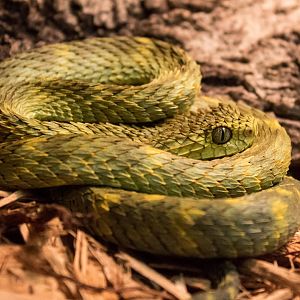 Central African bush viper