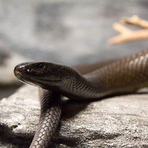Inland taipan