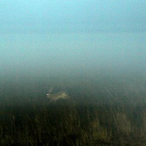 white-sided jackrabbit (Lepus callotis)