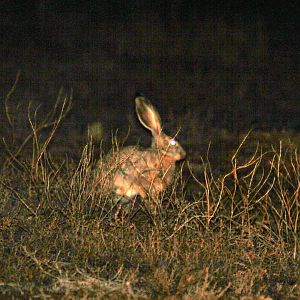 possibly white-sided jackrabbit (Lepus callotis) species ID?