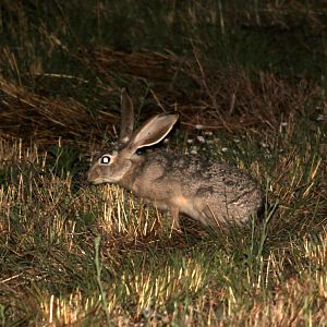 black-tailed jackrabbit (Lepus californicus)