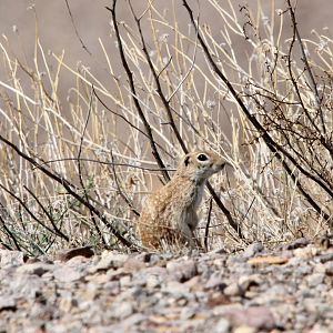 spotted ground squirrel (Xerospermophilus spilosoma)