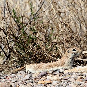 spotted ground squirrel (Xerospermophilus spilosoma)