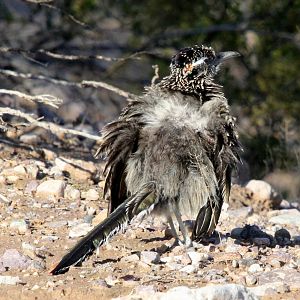 greater roadrunner (Geococcyx californianus)