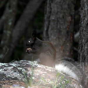Abert's squirrel or the tassel-eared squirrel (Sciurus aberti aberti)