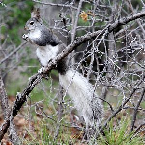 Abert's squirrel or the tassel-eared squirrel (Sciurus aberti aberti)