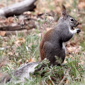 Abert's squirrel or the tassel-eared squirrel (Sciurus aberti aberti)