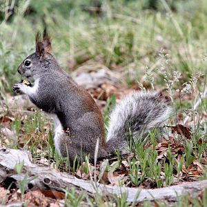 Abert's squirrel or the tassel-eared squirrel (Sciurus aberti aberti)