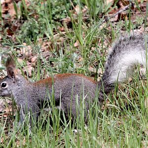 Abert's squirrel or the tassel-eared squirrel (Sciurus aberti aberti)