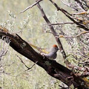green-tailed towhee (Pipilo chlorurus)