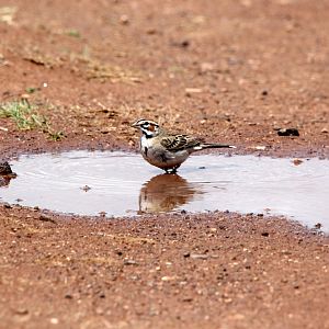 lark sparrow (Chondestes grammacus)