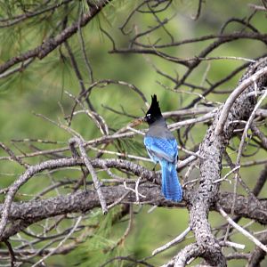 Steller's jay (Cyanocitta stelleri)