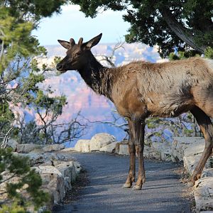 Rocky Mountain Elk (Cervus elaphus nelsoni)