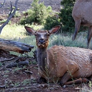Rocky Mountain Elk (Cervus elaphus nelsoni)