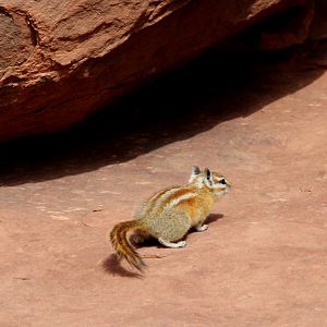 Hopi chipmunk (Neotamias rufus)