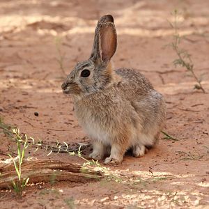 desert cottontail (Sylvilagus audubonii)