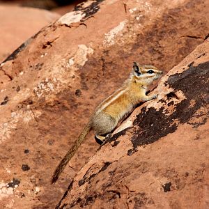 Hopi chipmunk (Neotamias rufus)