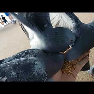 hand feeding wild pigeons in Hyde park
