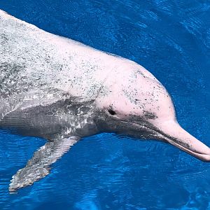Indo-Pacific Humpback Dolphin