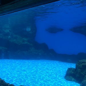 Indo-Pacific Humpback Dolphin Underwater Viewing