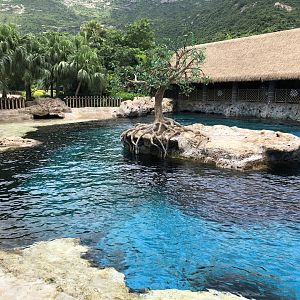 Pacific White-Sided Dolphin Exhibit