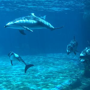 Pacific White-Sided Dolphins