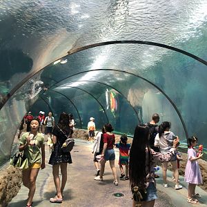 West African Manatee Underwater Tunnel