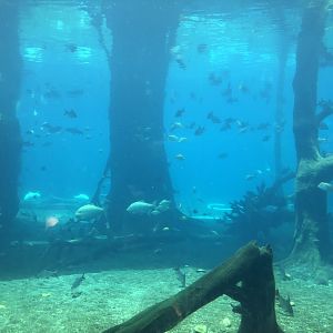 West African Manatee Exhibit