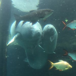 West African Manatee & Calf