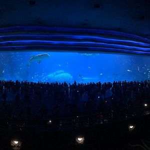 Whale Shark Aquarium Window