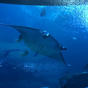 Manta Ray