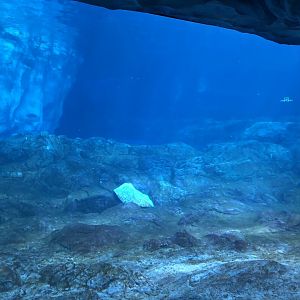 Beluga Whale Underwater Viewing