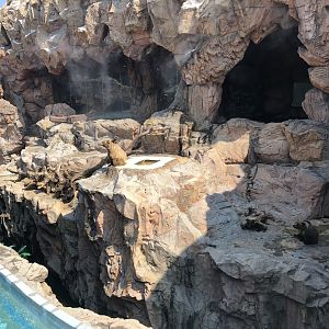 Eurasian Brown Bear Exhibit