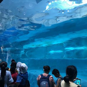 Underwater Polar Bear Viewing