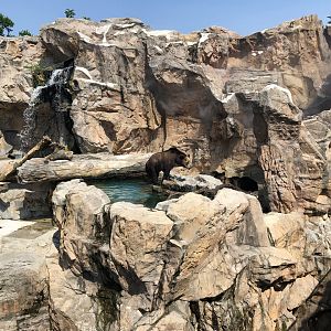 Ussuri Brown Bear Exhibit