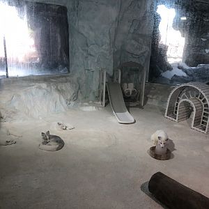 Arctic Fox Exhibit