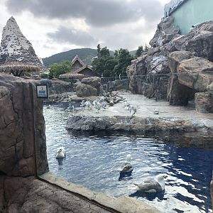Outdoor Penguin Exhibit