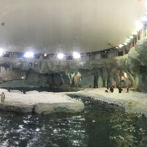 Penguin Exhibit
