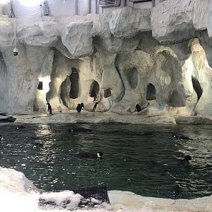 Penguin Exhibit