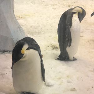 Emperor Penguins