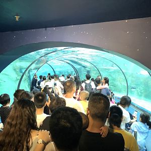 Underwater Penguin Tunnel
