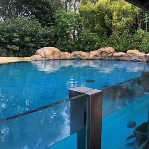 Green Sea Turtle Exhibit