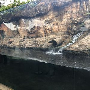 Asian Small Clawed Otter