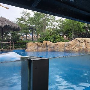 Spotted Seal Exhibit