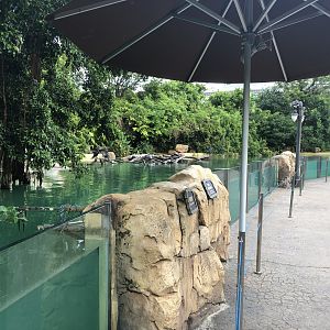 Great White Pelican Exhibit