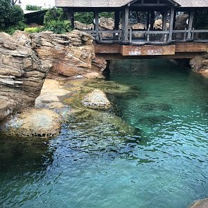 Walrus & California Sea Lion Exhibit